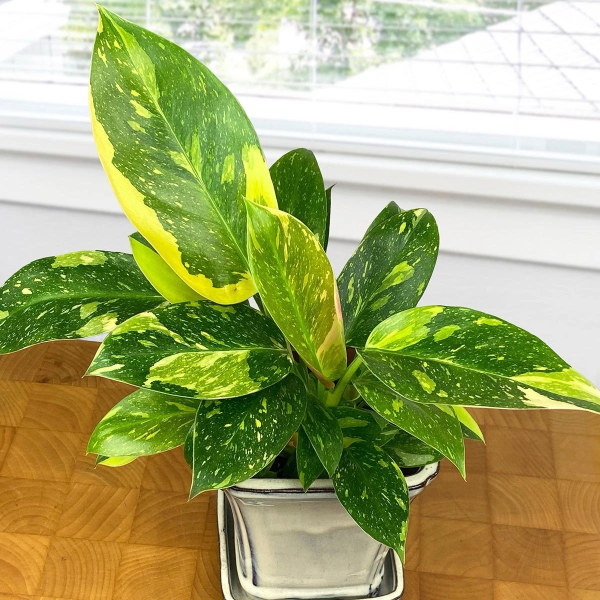 Variegated Philodendron ‘Green Congo Nuclear’