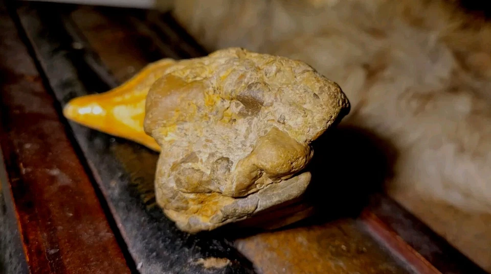 Bird Skull fossil in Stone Matrix Permineralized Compression Fossil  - Image 2 of 4