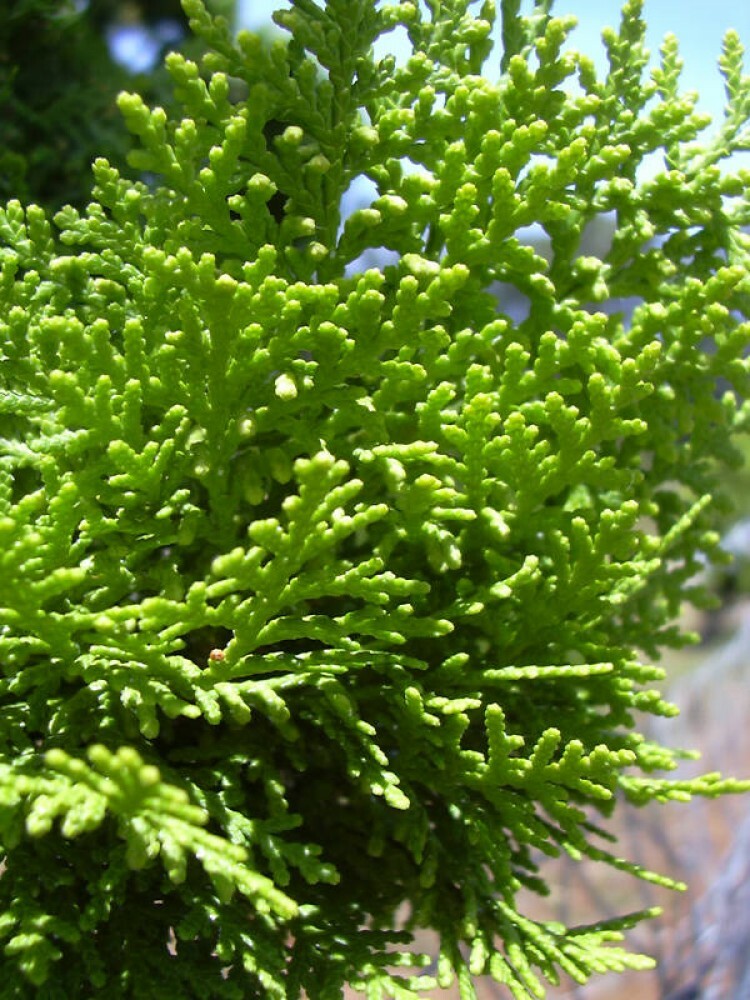 ORIENTAL ARBORVITAE Thuja Orientalis - 10+ SEEDS. *LESS S&H | eBay