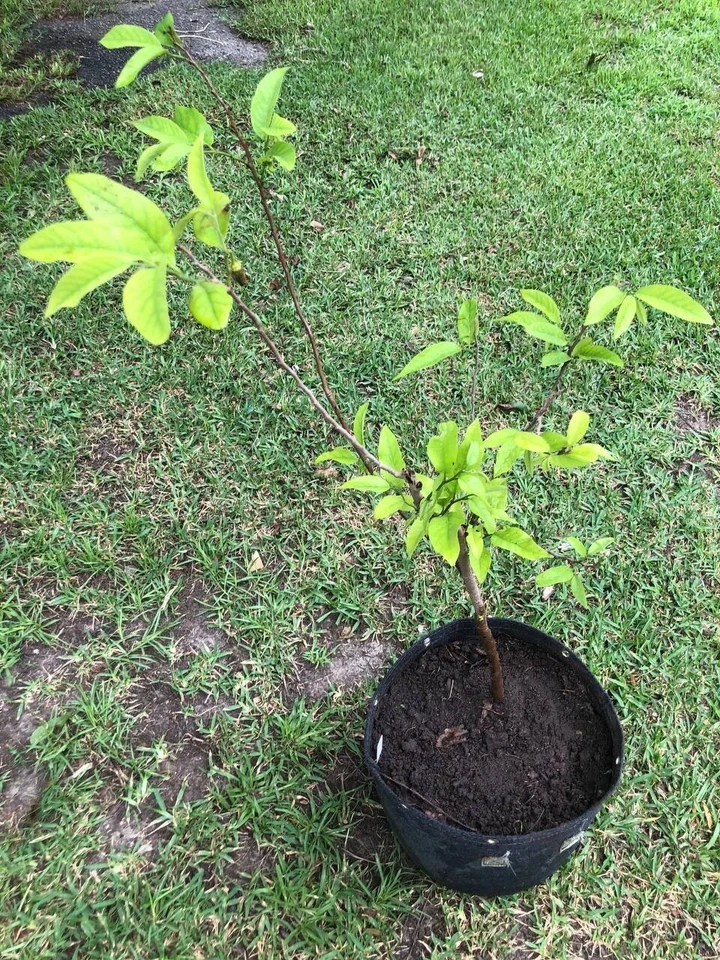 Tropical Sugar Apple Tree Live Plant 1-2 feet | 5-10 gallon potted plant |  - Image 2 of 4