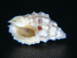 CYTHAROMORULA LEFEVREIANA: DREDGED IN 300ft OFF HONOLULU, HAWAII @ 17.92mm!