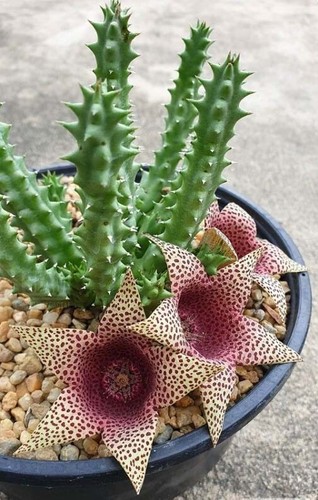 Tavaresia Barklyi X Orbea Variegata (Stapelia Huernia Succulent Cactus)