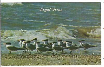 ROYAL TERNS Flock of Sea Birds At Ocean Relative to Seagulls Postcard Wild Water