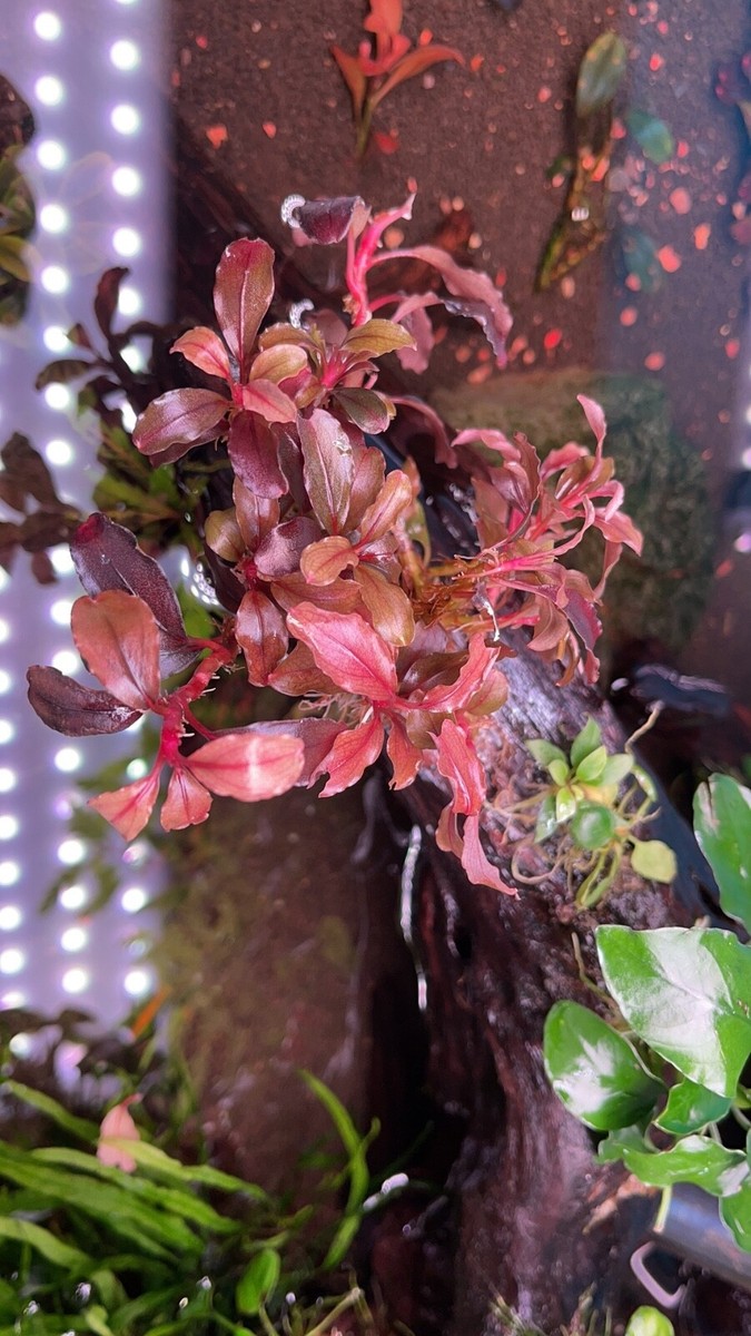 Bucephalandra sp.Red walts