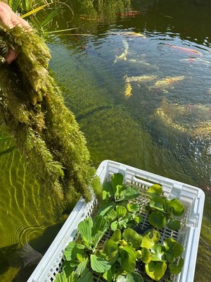 2x WASSERHYAZINTHE + 7x MUSCHELBLUME + HORNKRAUT - STARK  ENDGIFTEND, KLÄREND
