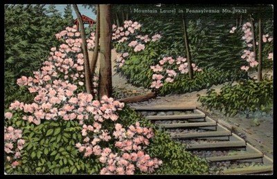 Vintage 1962 Mountain Laurel Pennsylvania Mts. Flowers Linen Postcard PA-12