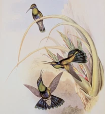 Gould BOLIVIAN VIOLIET-EAR Hummingbirds Vintage Bird Art Print Bookplate 225
