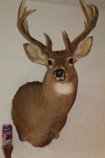 Whitetail Deer Head Shoulder Mount Taxidermy Cape Shed Antler Mule