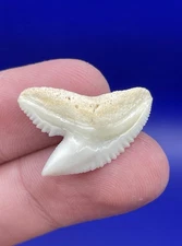 Quality Wide White Modern 0.9” Tiger Shark Tooth