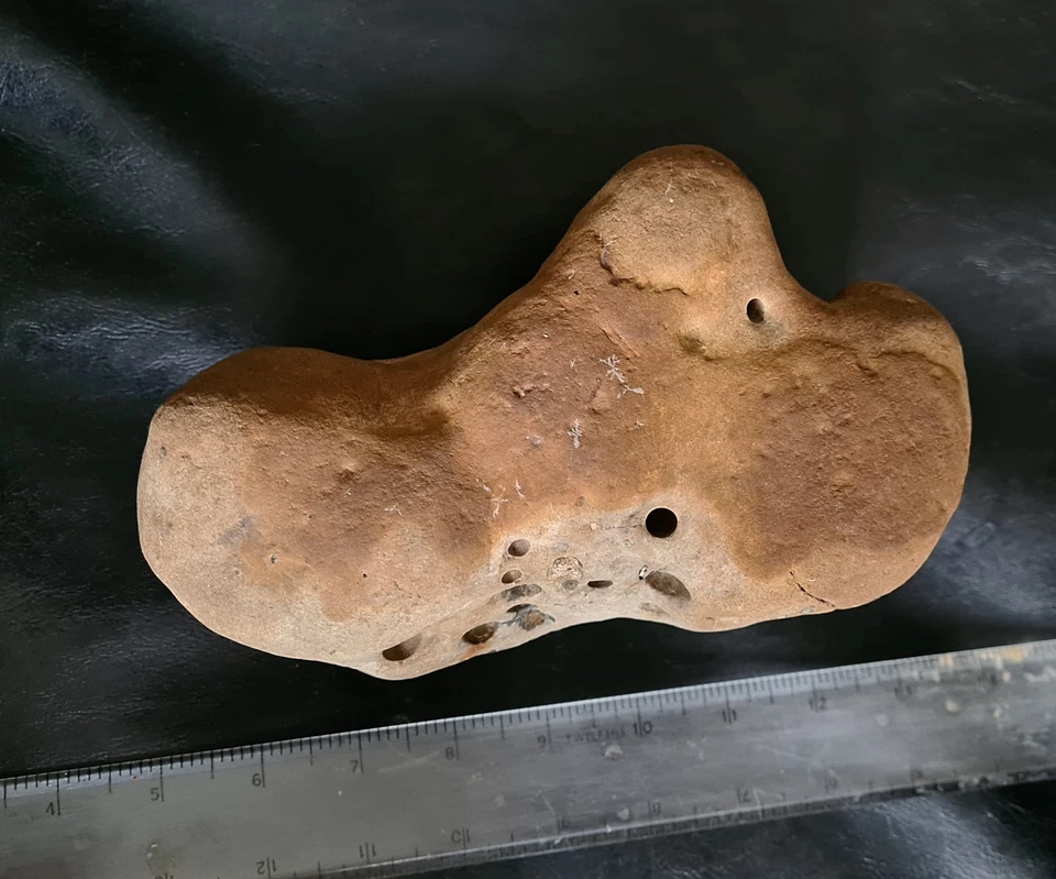 Genuine Ornithopod Three-Digit Iguanodon Dinosaur HAND cast Natural Ichno Fossil - Image 4 of 4