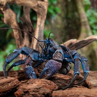 The Diversity of Life on Earth Premium Coconut crab