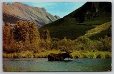 Bull Moose in the Canadian Rockies.  Postcard