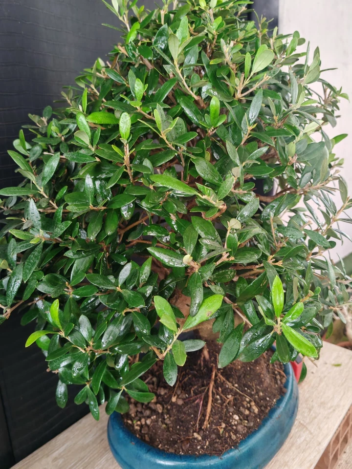 bonsai olivo h 59 cm visita il negozio - Immagine 4 di 4