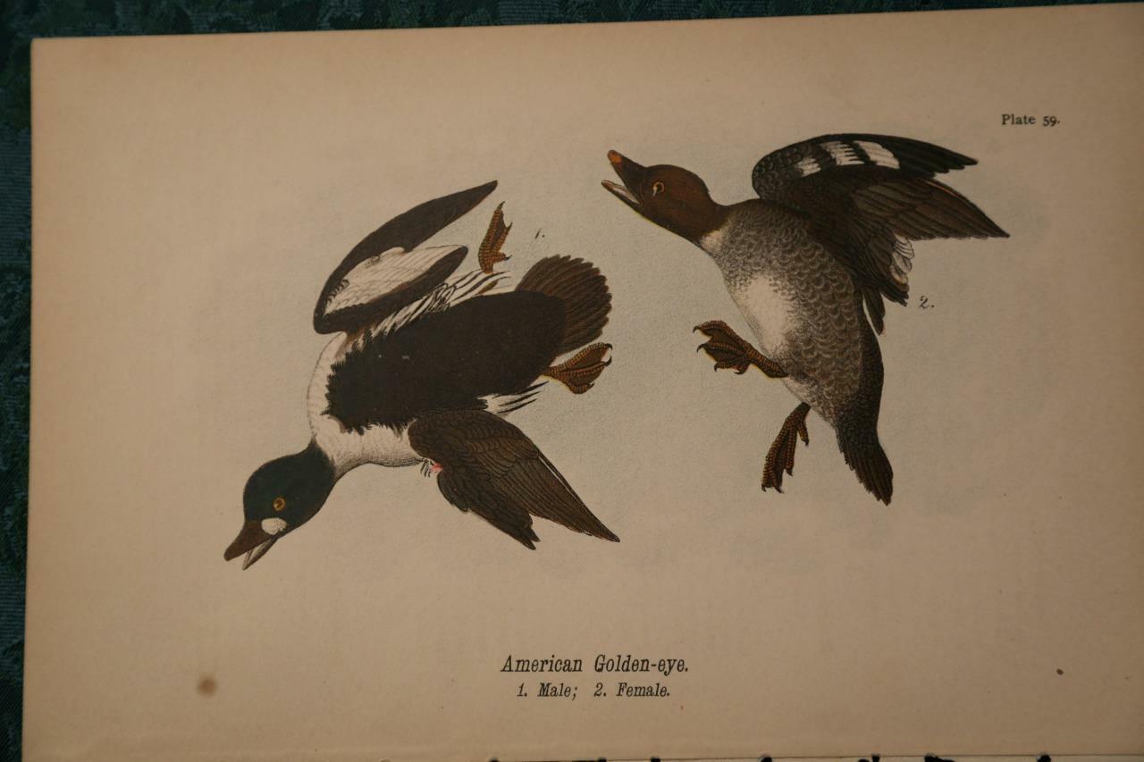 1890 RARE BIRD ENGRAVING-BIRDS OF PENNSYLVANIA-AMERICAN GOLDEN-EYE