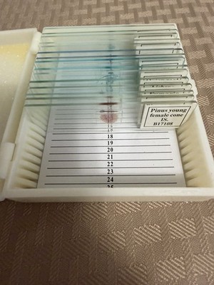 Prepared Basic Botany Microscope Slides Home Science Tools Homeschool