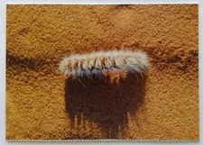 Caterpillar near Punmu East Pilbara World Vision Postcard (P253)