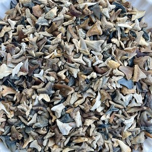 250+ Shark Teeth Fossils Bulk Lot - Assorted Colorful Smalls - Summerville SC
