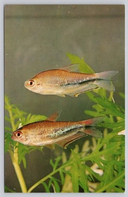 1962 Emperor Tetra Fish Aquarium Postcard by T.F.H. Publications