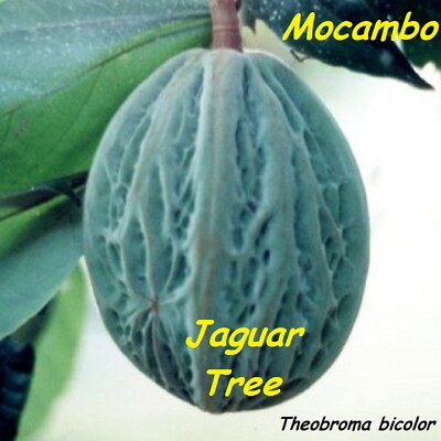 Theobroma Bicolor (White Cacao)cocoa tropical fruit tree Live