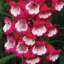 3 X PENSTEMON PENSHAM AMELIA JANE PLUG PLANTS