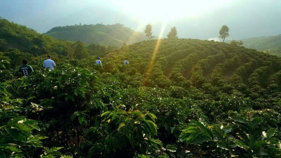 GRANOS DE CAFÉ VERDE DESCAFEINADO SIN TOSTAR PERÚ PERUANO 5 LIBRAS - DESCAFEINADO Foto 3 de 3