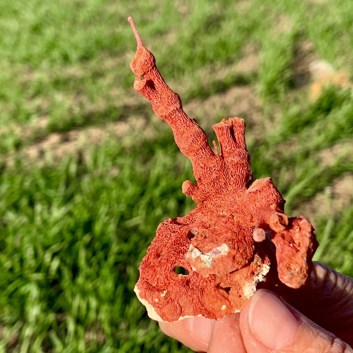 14GNatural orange red Coral Reef Cluster Marine Mineral Crystal