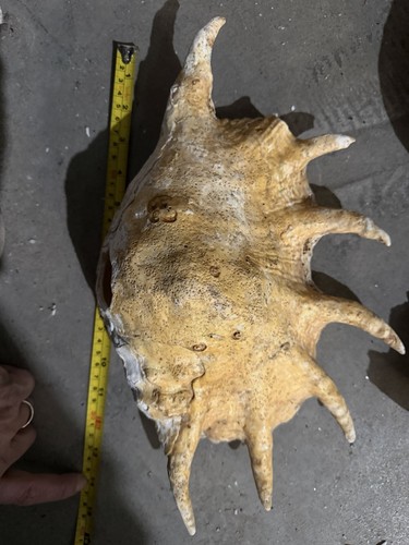Large 14” Spider Conch Shell Lambis Natural Ocean Specimen Coastal Decor