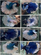 Male Betta Live Fish - Dumbo Blue White Halfmoon - High Quality A+ Photo Display