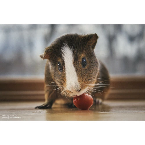 Lensbaby Velvet 56mm f/1.6 Lens for Canon RF - Image 3 of 4