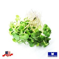 4800 Broccoli Fresh Seeds Sprouting Organic Non-GMO Heirloom