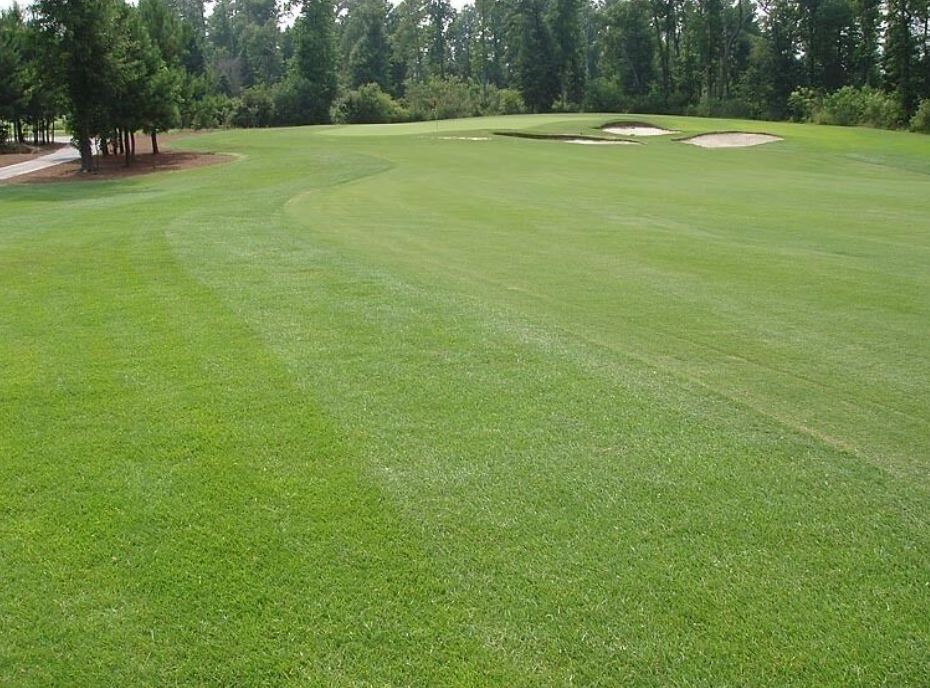 Zoysia Zenith Grass Seeds / Pure Seed / Easy to Grow / 1/4oz Seeds / TS