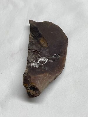 Vintage Plant Fossil Rock Leaf Imprint KG JD