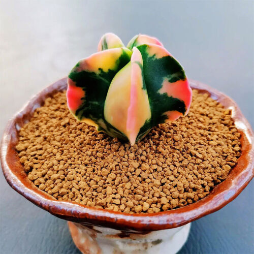 2.5-4cm Astrophytum myriostigma Succulent plant cactus variegated Plant - 第 1/12 張圖片