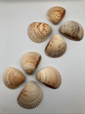 Florida Cockle Clam Shells Lot of 8 Large Natural Aquarium Crafts Decor 4'' ~4.5''