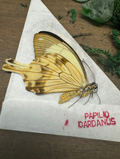 A 1 Papered Specimen Papilio Dardanus Real Butterfly Flying handkerchief