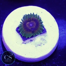 CS KDR Big Bird & Kermit Zoa - WYSIWYG LIVE CORAL