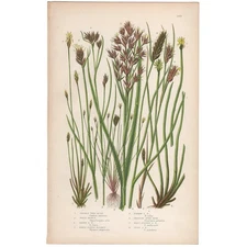 Anne Pratt 1860 antique botanical print Flowering Plants 239 Twig Rush