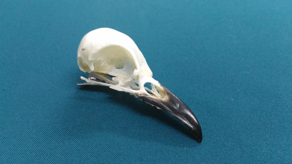 Raven skull, hair clip - Image 3 of 4