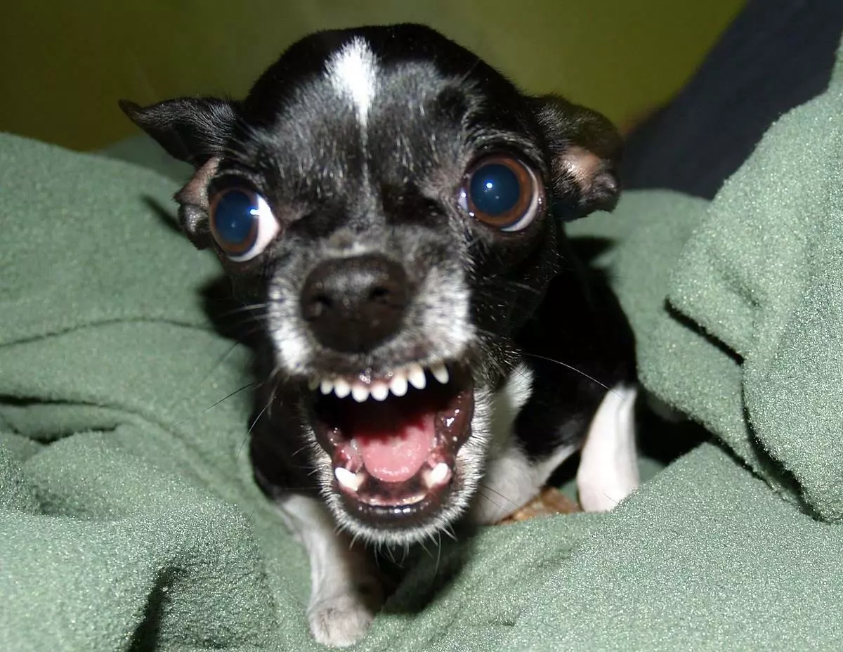 KILLER CHIHUAHUA ANGRY DOG GLOSSY POSTER PICTURE BANNER PRINT PHOTO 7709