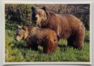 Grizzly Gizzlies Canadian Rockies 1983 Postcard (P303)
