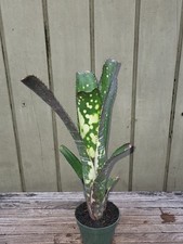 Billbergia hybrid rare bromeliad 5''pot