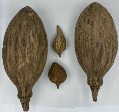 1x/5x/10x Baobab Affenbrotbaum Trockenfrüchte Naturdeko Afrika 4 - 30 cm