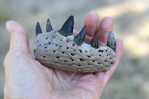 Fossil Alligator Jaw with 6 Teeth!!!
