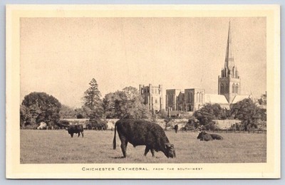 Antique UK Postcard CHICHESTER Cathedral Cows Raphael Tuck 1910s