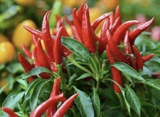 Popular!! 5 Super Chili Plants!! Healthy And Rooted Ready To