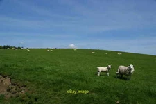 Photo 12x8 Sheep on Gaughey Hill This hill is over 200m above sea level bu c2011