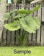 “Giant Taro” Colocasia Elephant Ear Plant 10 Bare Root Ready To Plant Guaranteed