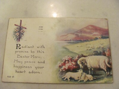 Antique Lambs Ram Sheep Raidaint Easter Morn Illustrated Postcard 1921