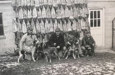 ORIGINAL 1955 PHOTO MEN WITH HUNTING DOGS RACCOONS PELTS HANGING 5 X 3.5  e