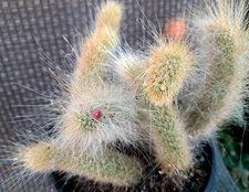 Cleistocactus Winteri Colademononis Cactus 8 Tops Monkey Tail